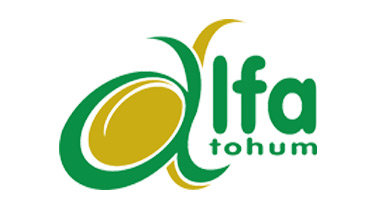 Alfa tohum